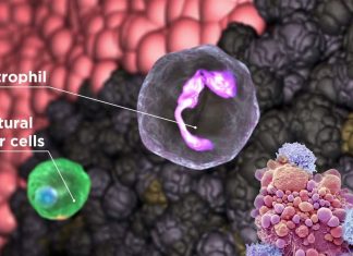 A chemical engineer from Purdue University has improved the method for mass production of CAR neutrophils