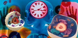 Circadian rhythm disruption plays a critical role in weight gain
