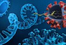 Many Long COVID-19 Patients Have Higher Levels Of Circulating SARS-CoV-2 Viral RNA Compared To Those With Acute Infection