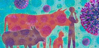 Potential Recombinant SARS-Cov-2 And Bovine Coronavirus Emerging After Finding Cattle Contracting SARS-Cov-2