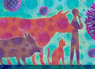 Potential Recombinant SARS-Cov-2 And Bovine Coronavirus Emerging After Finding Cattle Contracting SARS-Cov-2