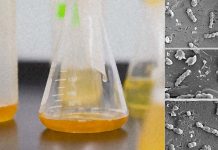 Drink Industry: New botanical extract eliminates the bacteria