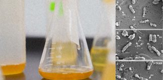 Drink Industry: New botanical extract eliminates the bacteria