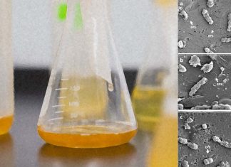 Drink Industry: New botanical extract eliminates the bacteria