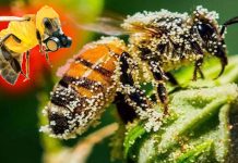 Modern pesticides damage the nervous system of honeybees