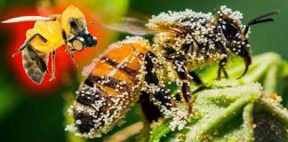 Modern pesticides damage the nervous system of honeybees