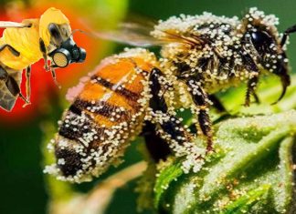 Modern pesticides damage the nervous system of honeybees