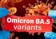 BA.5 Disrupts Respiratory Epithelial And Endothelial Barriers More Efficiently