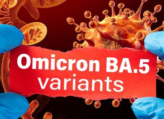 BA.5 Disrupts Respiratory Epithelial And Endothelial Barriers More Efficiently