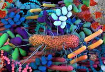 Researchers have developed a method to identify which human gut microbes activate immune cells