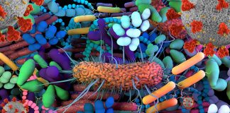 Researchers have developed a method to identify which human gut microbes activate immune cells