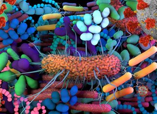 Researchers have developed a method to identify which human gut microbes activate immune cells