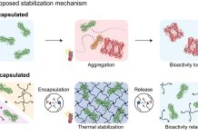 New type of hydrogel can extend the shelf life of vaccines