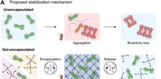 New type of hydrogel can extend the shelf life of vaccines