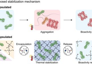 New type of hydrogel can extend the shelf life of vaccines