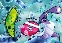 Microbial instability in the gut could hinder the performance of elite endurance athletes