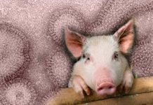 The U.S. CDC has reported the first case of human infection in America with the swine flu variant A H3N2v virus in a male individual