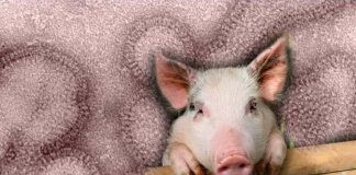 The U.S. CDC has reported the first case of human infection in America with the swine flu variant A H3N2v virus in a male individual