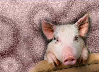 The U.S. CDC has reported the first case of human infection in America with the swine flu variant A H3N2v virus in a male individual