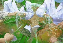 Novel Zoonotic Avian Influenza Virus A(H3N8) In Poultry In China Could Lead To A Serious Human Pandemic