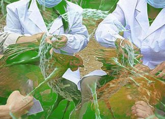Novel Zoonotic Avian Influenza Virus A(H3N8) In Poultry In China Could Lead To A Serious Human Pandemic