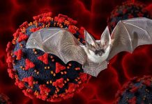Khosta-2: New bat virus can infect human cells and is resistant to both the monoclonal antibodies and serum from individuals vaccinated for SARS-CoV-2