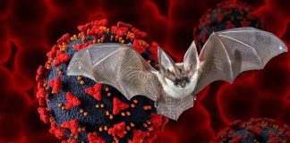Khosta-2: New bat virus can infect human cells and is resistant to both the monoclonal antibodies and serum from individuals vaccinated for SARS-CoV-2