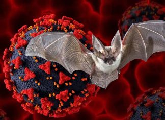 Khosta-2: New bat virus can infect human cells and is resistant to both the monoclonal antibodies and serum from individuals vaccinated for SARS-CoV-2