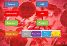 Le scelte dietetiche e le loro conseguenze possono certamente influenzare la funzione cognitiva