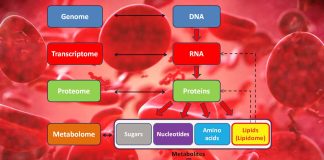 Le scelte dietetiche e le loro conseguenze possono certamente influenzare la funzione cognitiva