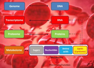 Le scelte dietetiche e le loro conseguenze possono certamente influenzare la funzione cognitiva