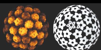 Polyomaviruses Family Can Cause Tumors In Humans