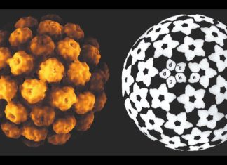 Polyomaviruses Family Can Cause Tumors In Humans