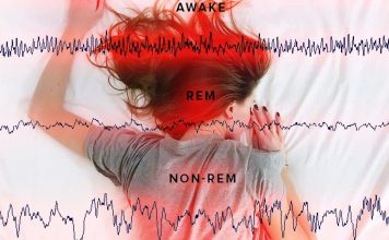REM sleep acts like a thermostatically controlled brain heater