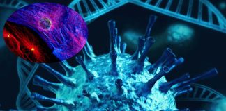 SARS-CoV-2 Actually Attacks The DNA of Heart Cells