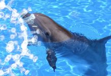 SARS-CoV-2 Could Also Infect Aquatic Mammals