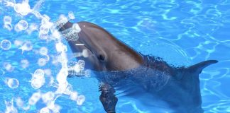 SARS-CoV-2 Could Also Infect Aquatic Mammals