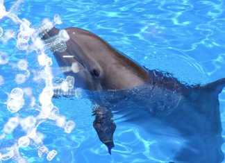 SARS-CoV-2 Could Also Infect Aquatic Mammals