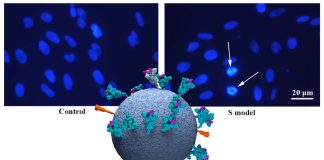 SARS-CoV-2 Spike Proteins Damages Intestinal Cells