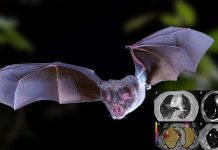 New Mysterious Fatal Pneumonia Viral Disease In Argentina