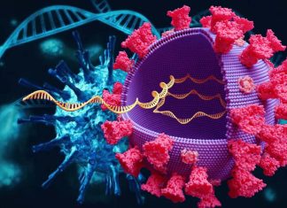 ELF5 is a risk gene for severe COVID-19