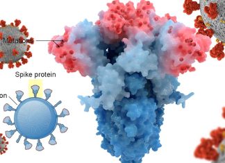 Spike 346 mutations are helping SARS-CoV-2 escape neutralization by all known antibodies