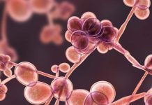 Alleviate the side effects of radiotherapy: Researchers have discovered one of the cellular and molecular mechanisms essential for the regeneration of the intestinal epithelium