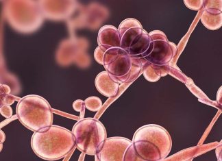 Alleviate the side effects of radiotherapy: Researchers have discovered one of the cellular and molecular mechanisms essential for the regeneration of the intestinal epithelium
