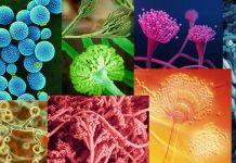 WHO Issues Warning About Fungal Pathogens That Are A Global Health Threat