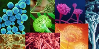 WHO Issues Warning About Fungal Pathogens That Are A Global Health Threat