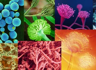 WHO Issues Warning About Fungal Pathogens That Are A Global Health Threat