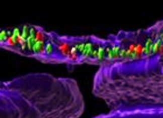 SARS-CoV-2 Spike Proteins And mRNAs Can Translocate Into The Nucleus Of Host Cells Unlike Any Other Coronaviruses