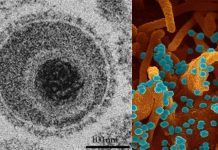 Simian Arterivirus Causing Fatal Hemorrhagic Fevers Acquired Mutations Needed to Transition to Humans