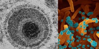 Simian Arterivirus Causing Fatal Hemorrhagic Fevers Acquired Mutations Needed to Transition to Humans